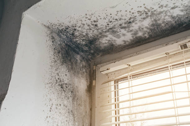 Affordable Mold Removal solutions in La Salle, CO